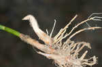 Saltmarsh umbrella-sedge